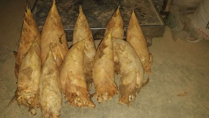 湖南怀化金竹精品黄泥冬笋购销中心