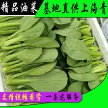 【推荐】精品油菜上海青小青菜基地常年供应支持低头看货现挖现卖
