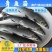 【四大家鱼供应】优质青鱼苗螺丝青鱼苗黑鲩鱼苗