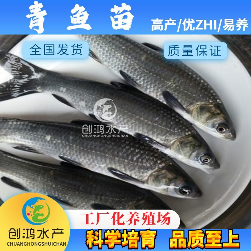 【四大家鱼供应】优质青鱼苗螺丝青鱼苗黑鲩鱼苗