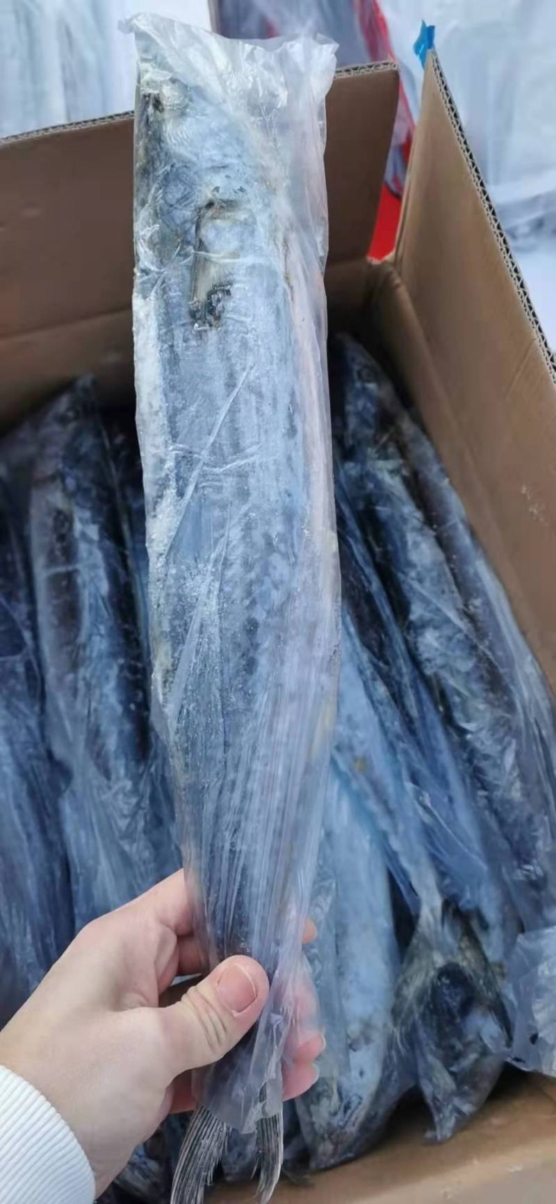 鲅鱼，鲜活速冻，三证齐全，单条袋装，整箱批发