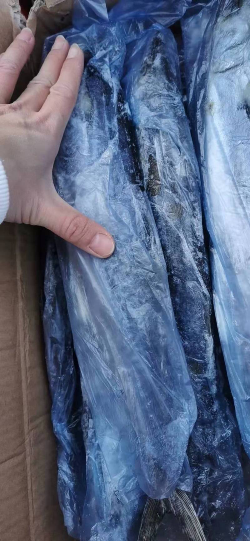 鲅鱼，鲜活速冻，三证齐全，单条袋装，整箱批发
