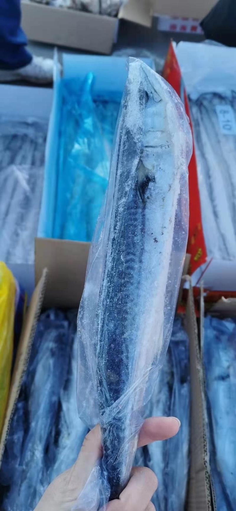 鲅鱼，鲜活速冻，三证齐全，单条袋装，整箱批发