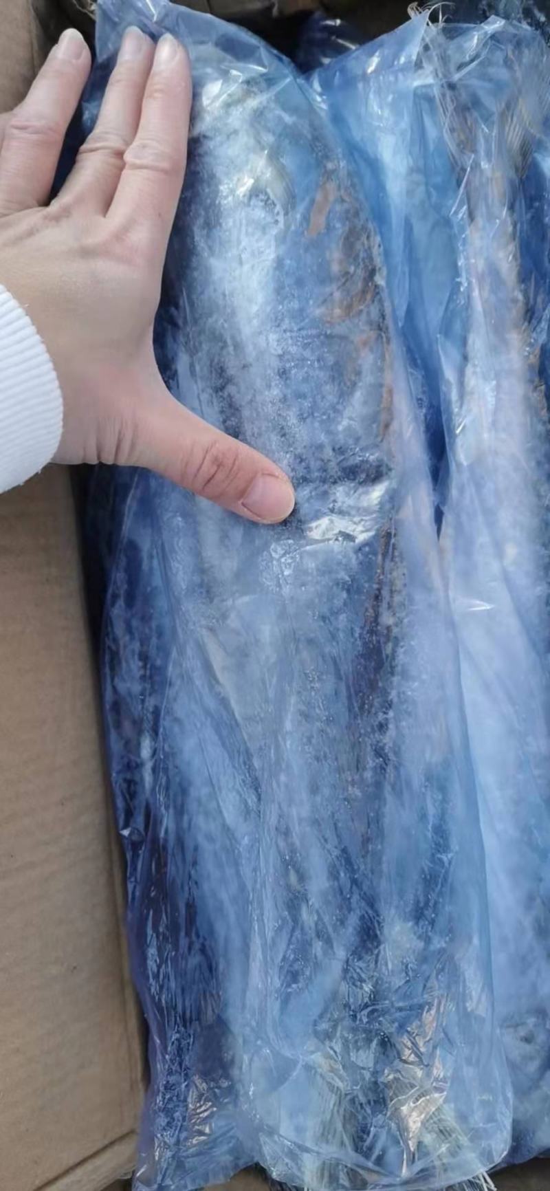 鲅鱼，鲜活速冻，三证齐全，单条袋装，整箱批发
