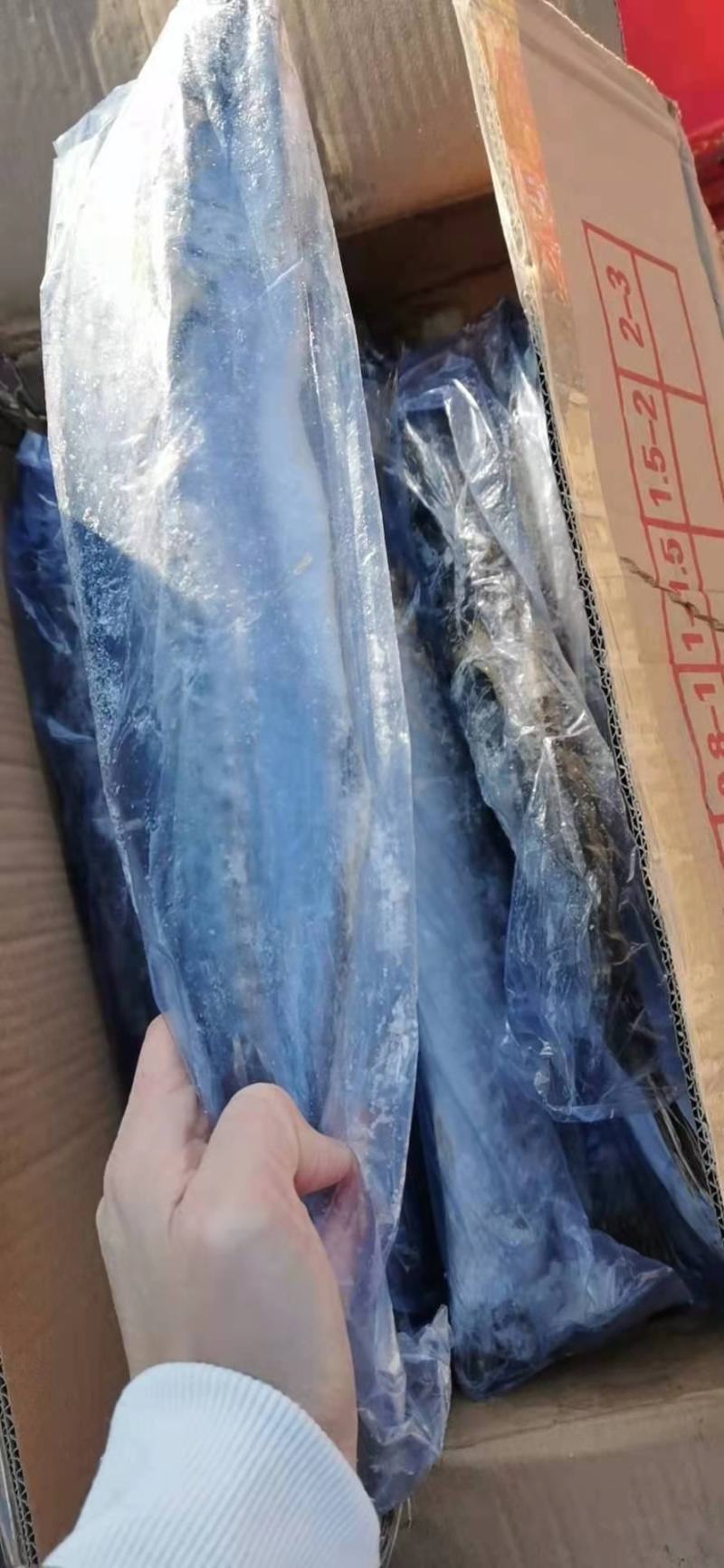 鲅鱼，鲜活速冻，三证齐全，单条袋装，整箱批发