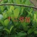 泰国红肉十二号菠萝蜜苗供应批发，品种纯正，全都是自产自销