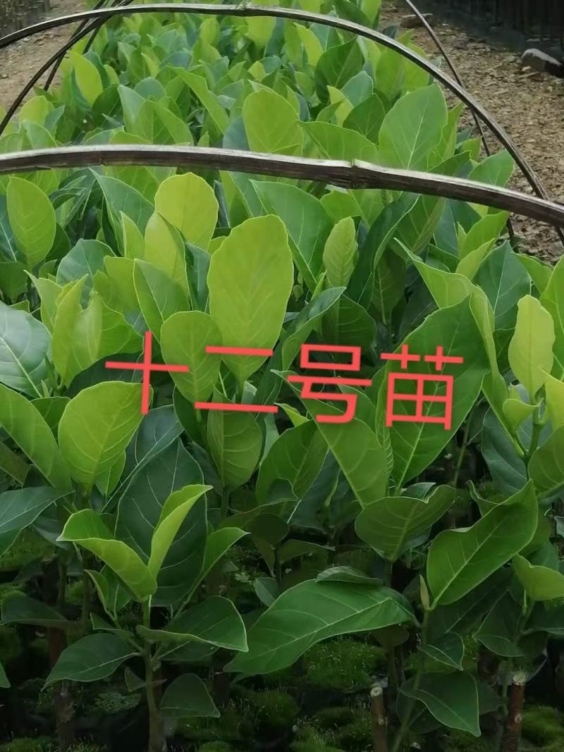 泰国红肉十二号菠萝蜜苗供应批发，品种纯正，全都是自产自销
