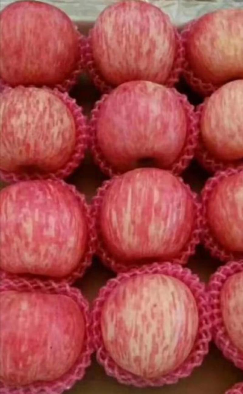 山东红富士苹果精品红富士大量供应一手货源保质保量