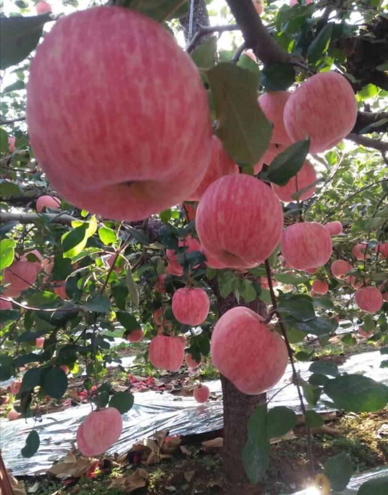 山东红富士苹果精品红富士大量供应一手货源保质保量