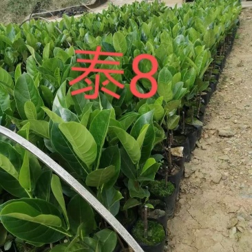 杯苗泰国八号苗大量现货，全是自产自销，品种纯正，