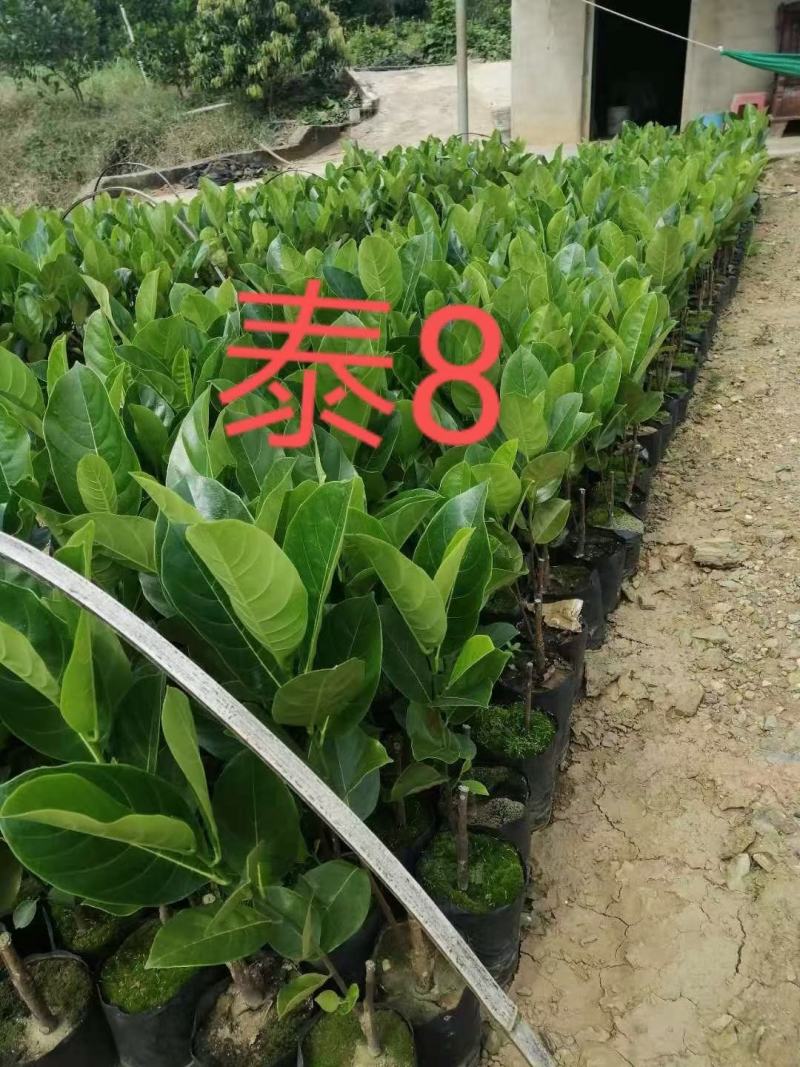 杯苗泰国八号苗大量现货，全是自产自销，品种纯正，