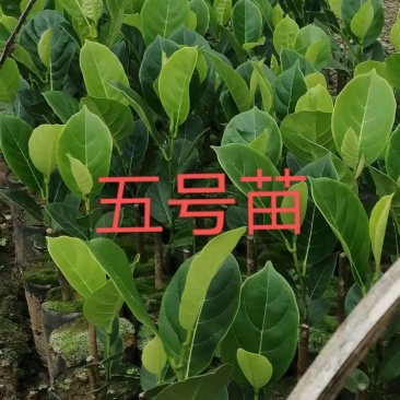 红肉五号菠萝蜜苗长期有货供应，量大优惠多多