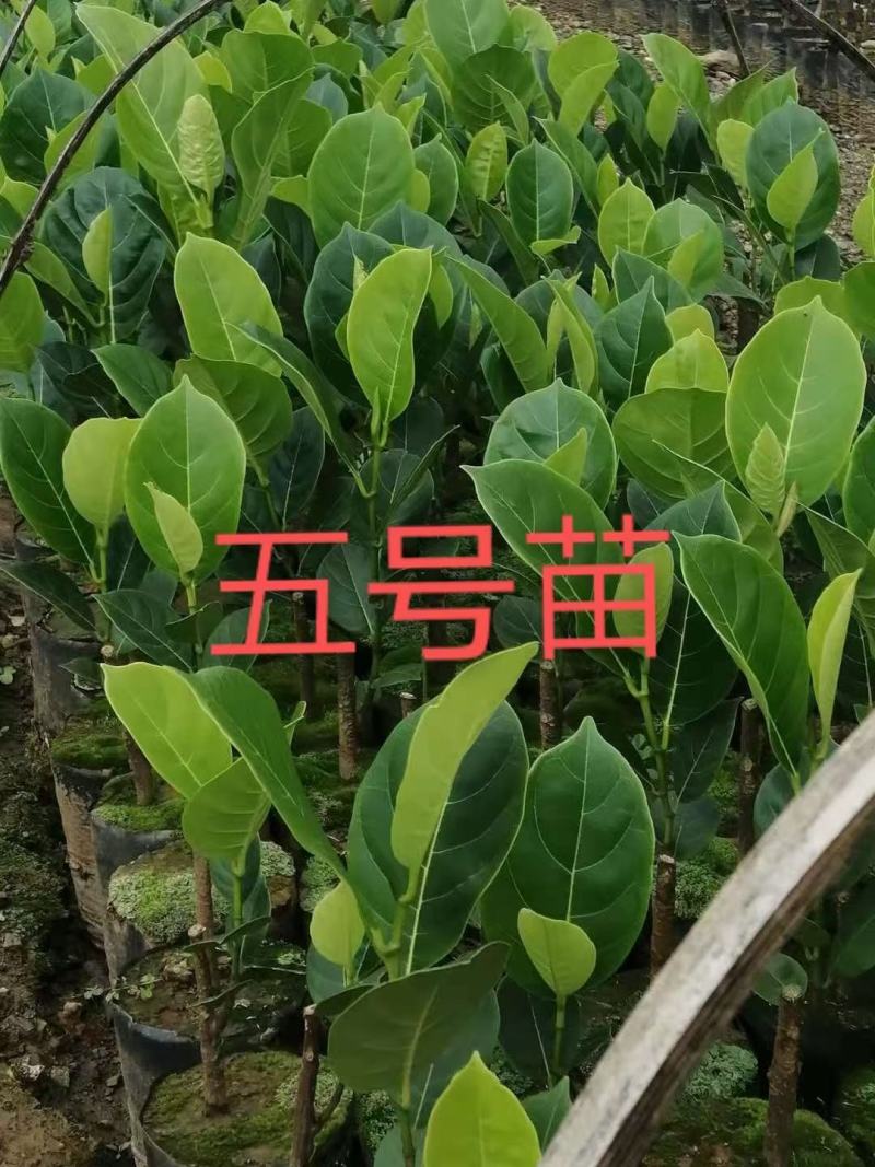 红肉五号菠萝蜜苗长期有货供应，量大优惠多多