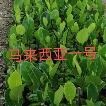 马来西亚一号苗长期供应量大优惠，一手货源，品种纯正，自产
