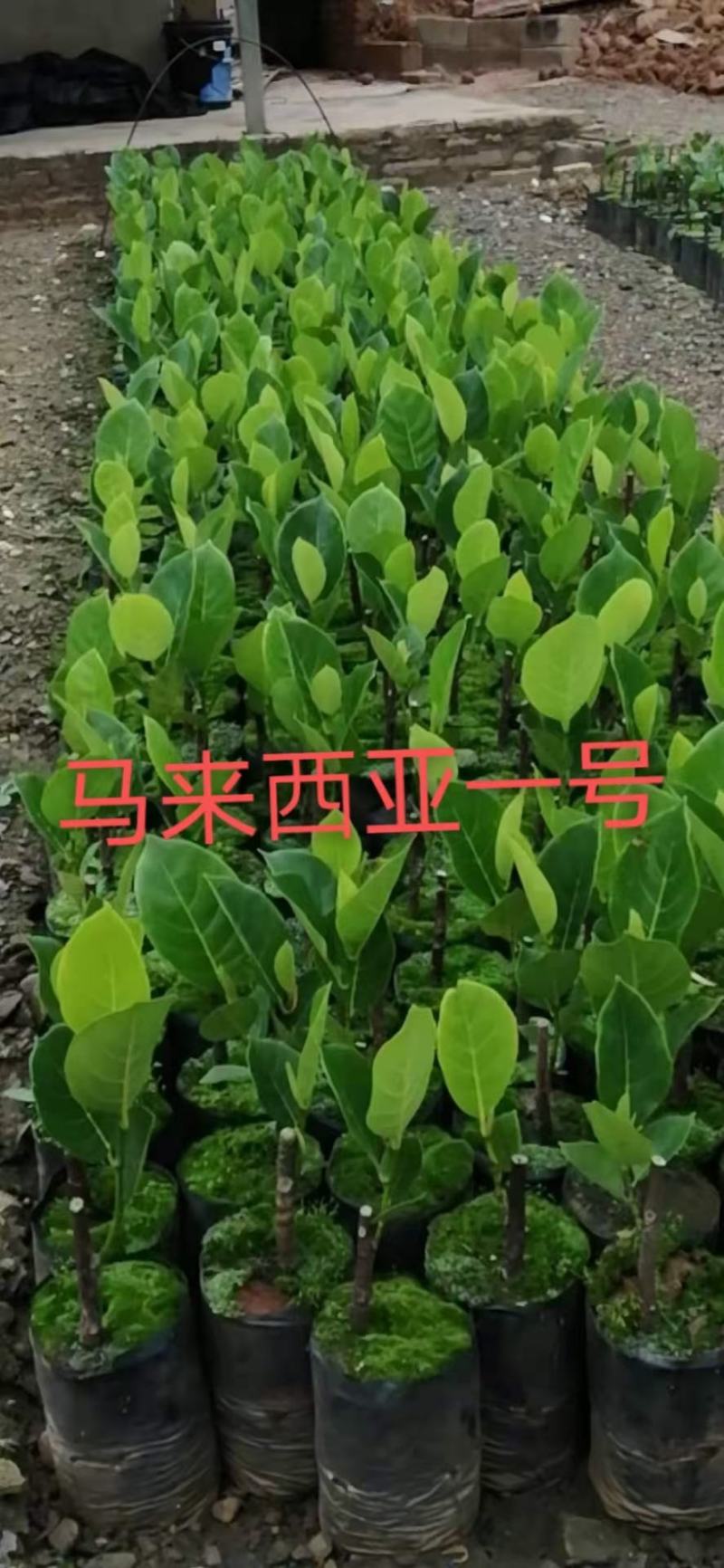 马来西亚一号苗长期供应量大优惠，一手货源，品种纯正，自产