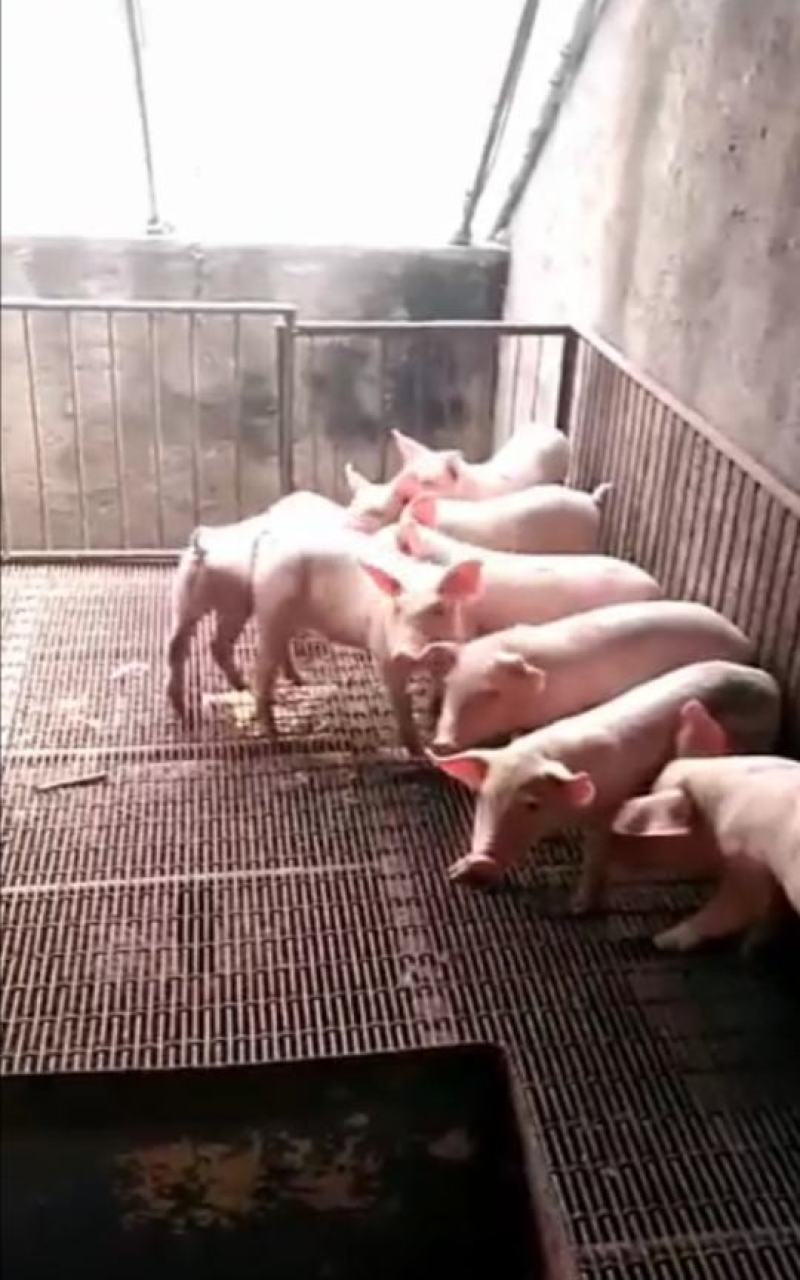 三元仔猪大量出售，防疫严格，全国发货，规格齐全