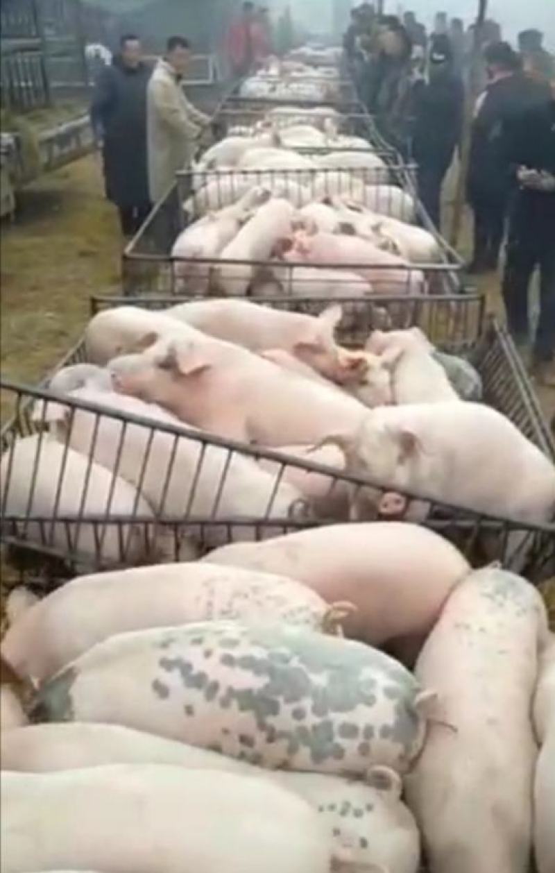 三元仔猪大量出售，防疫严格，全国发货，规格齐全