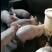 三元仔猪大量出售，防疫严格，全国发货，规格齐全