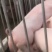 三元仔猪大量出售，防疫严格，全国发货，规格齐全