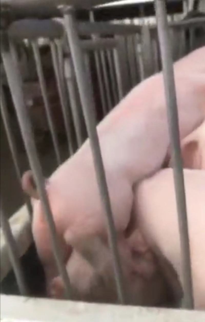 三元仔猪大量出售，防疫严格，全国发货，规格齐全