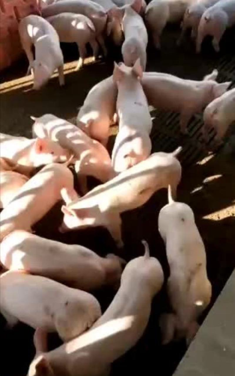 三元仔猪大量出售，防疫严格，全国发货，规格齐全
