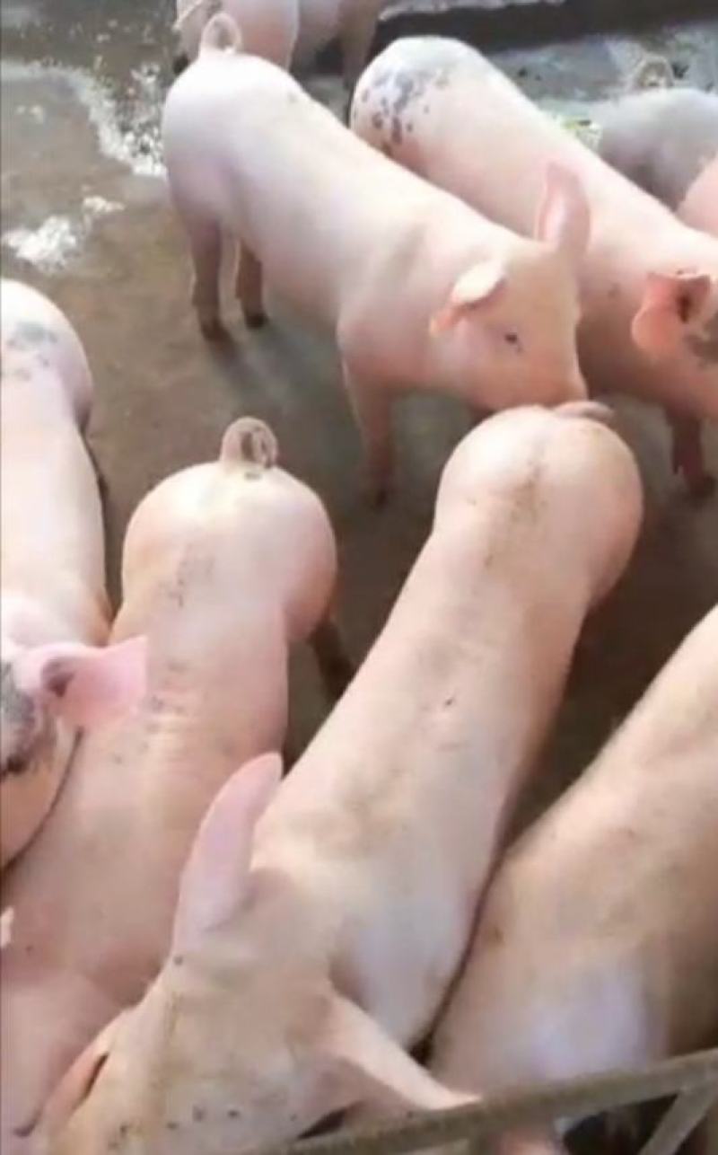 三元仔猪大量出售，防疫严格，全国发货，规格齐全