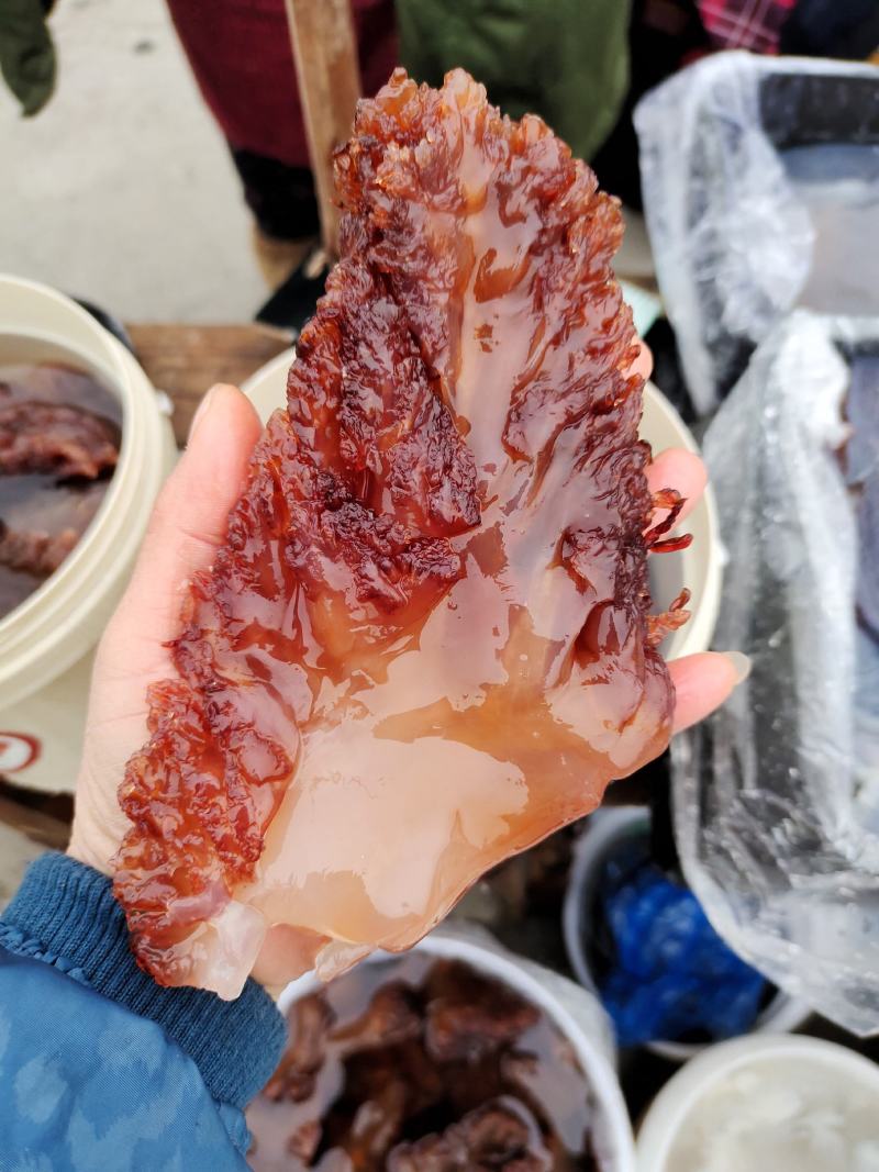 海蜇头！红头单角规格全可视频看货一手货源大量现货供应