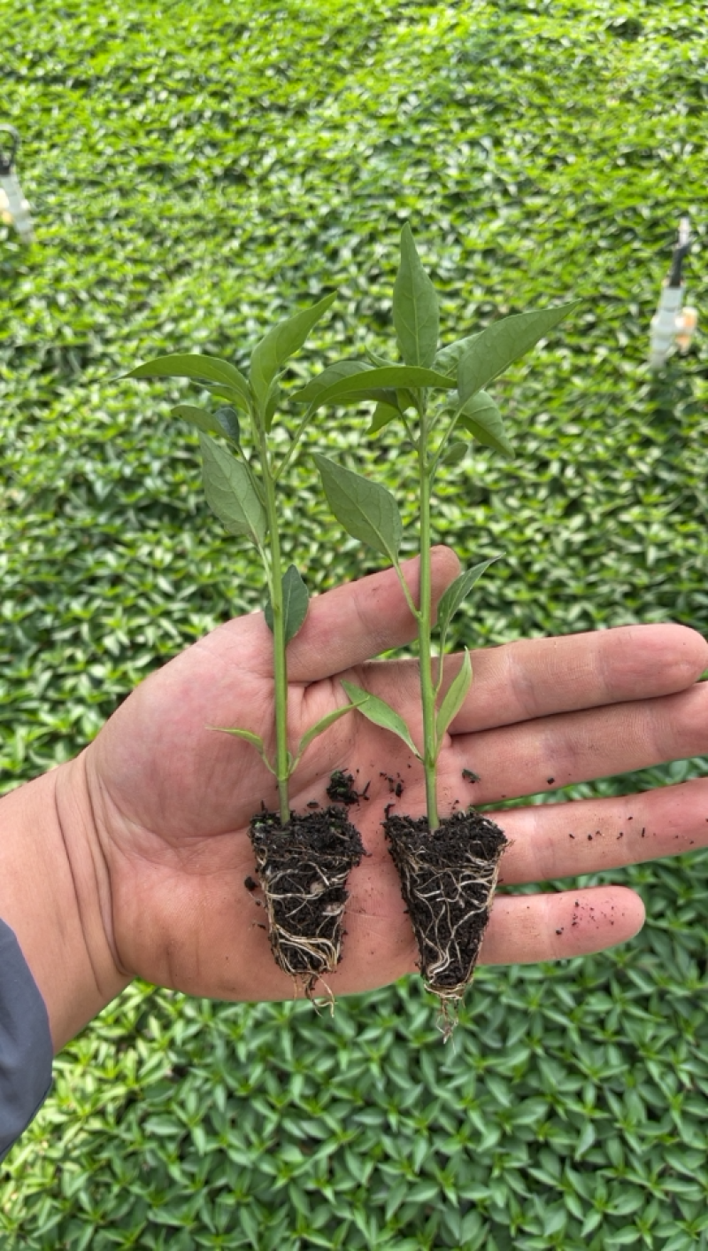 辣椒苗，朝天椒苗。适应性广，抗病好，产量高，基地直供。