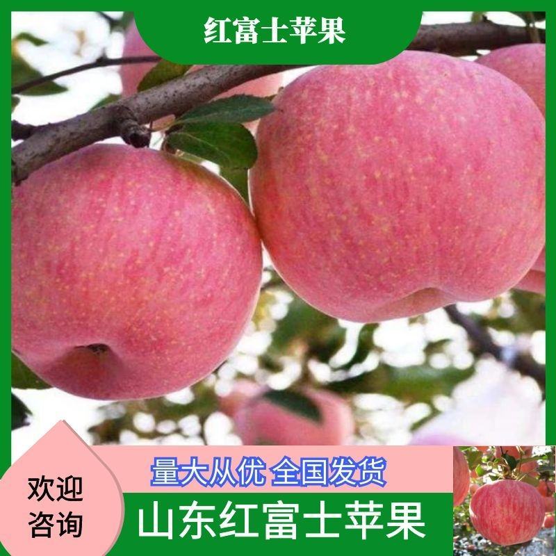 山东红富士苹果精品红富士大量供应一手货源保质保量