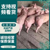 仔猪繁育基地，仔猪，猪苗防疫严格，全国发货