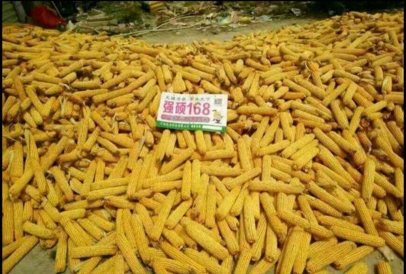 强硕168玉米种厂家正品5500粒