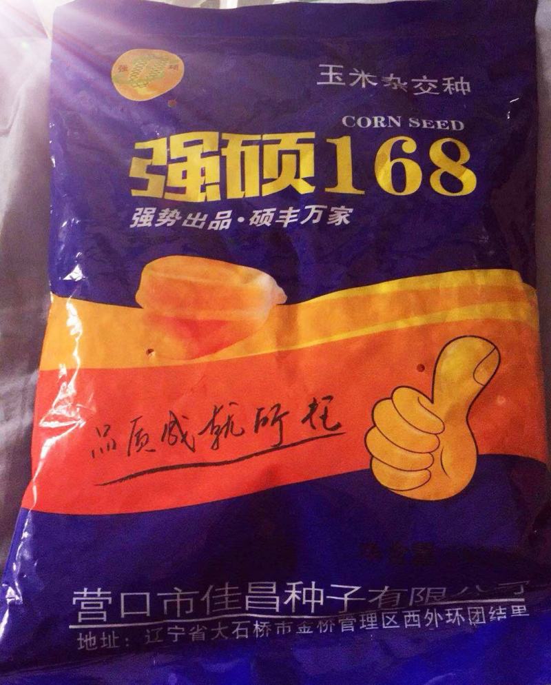 强硕168玉米种厂家正品5500粒