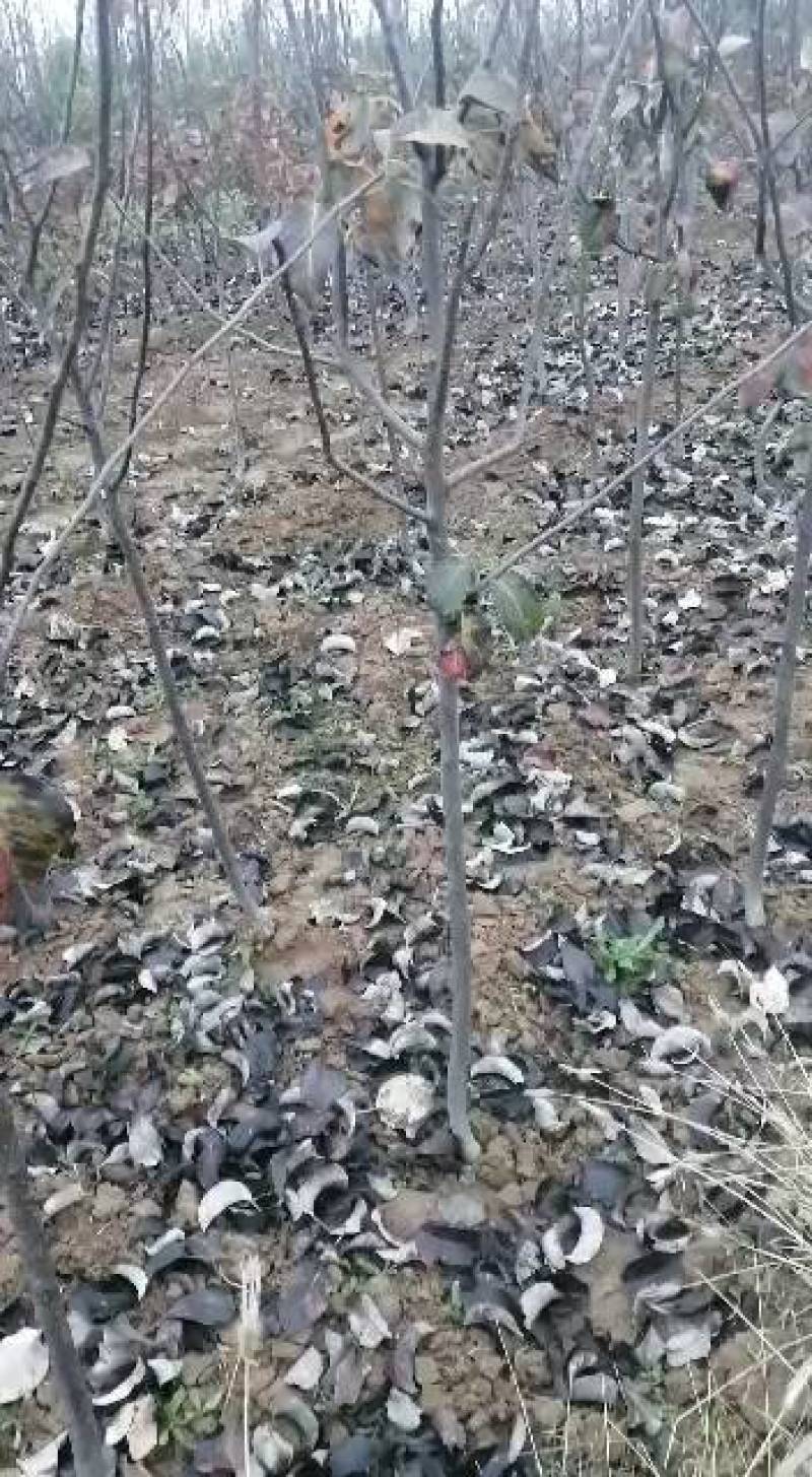 农户自己种植玉露香梨树苗低价销售中独根花根都有。