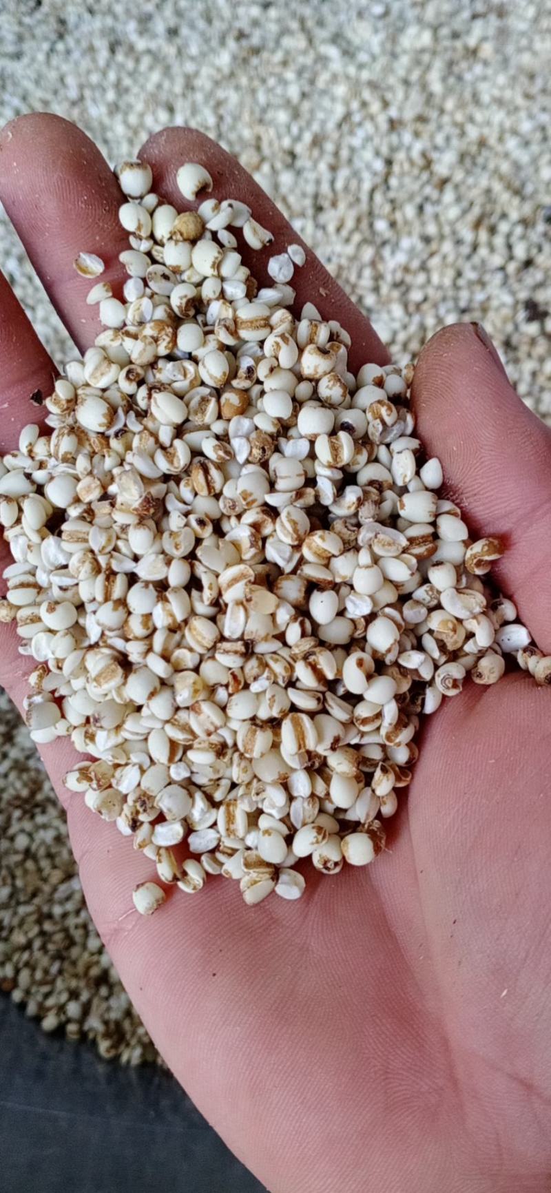 薏米大量有货，云南高原特色农产品