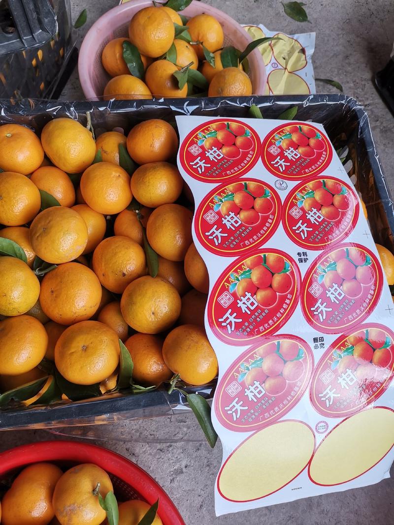 广西优质沃柑开始上市中，颜色，口感，果面好！