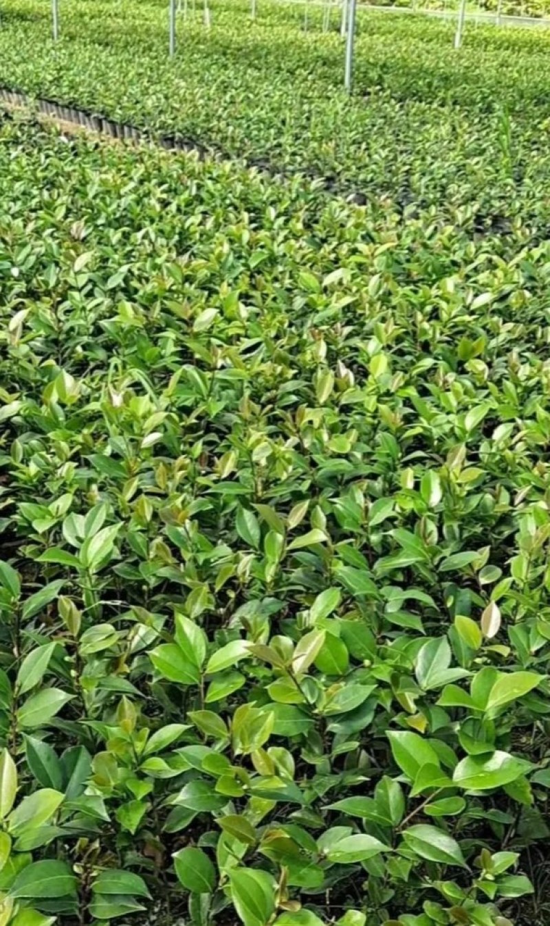 茶花苗《速生生长速度快》成活率高大小规格都有