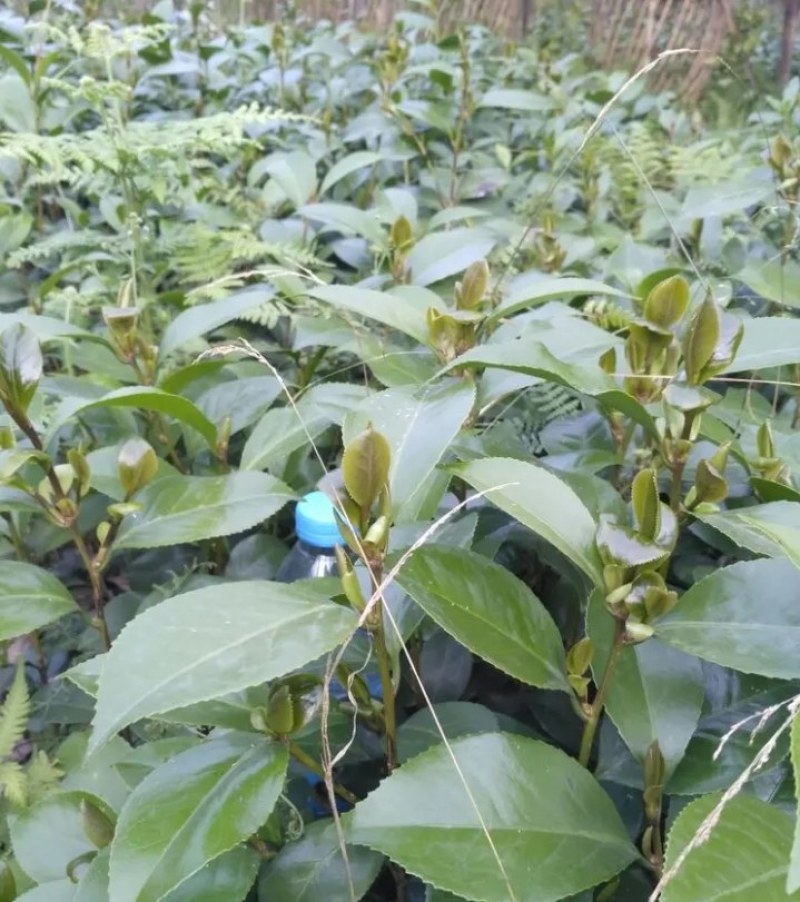 茶花苗《速生生长速度快》成活率高大小规格都有