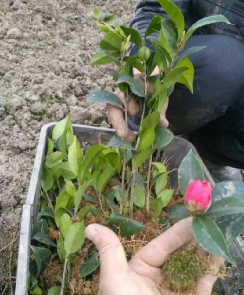 茶花苗《速生生长速度快》成活率高大小规格都有