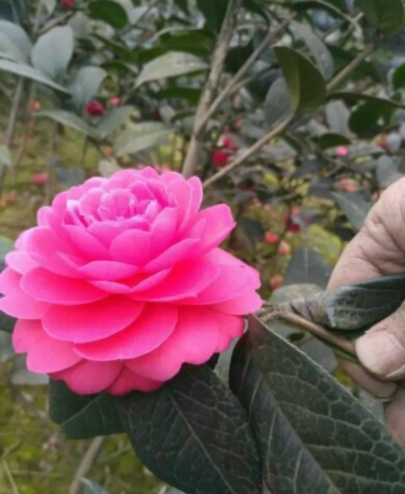 茶花苗《速生生长速度快》成活率高大小规格都有