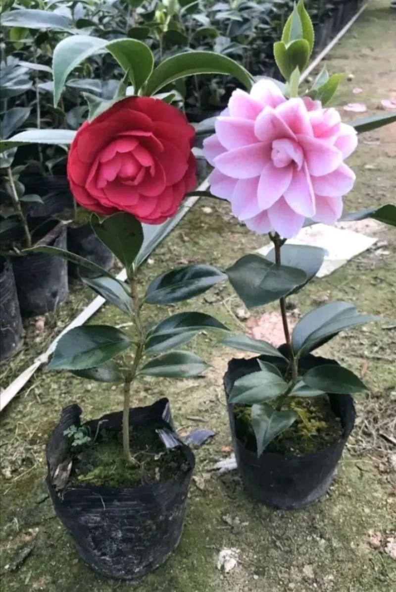 茶花苗《速生生长速度快》成活率高大小规格都有