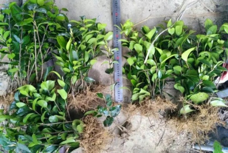 茶花苗《速生生长速度快》成活率高大小规格都有