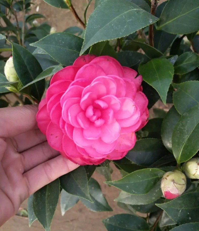 茶花苗《速生生长速度快》成活率高大小规格都有
