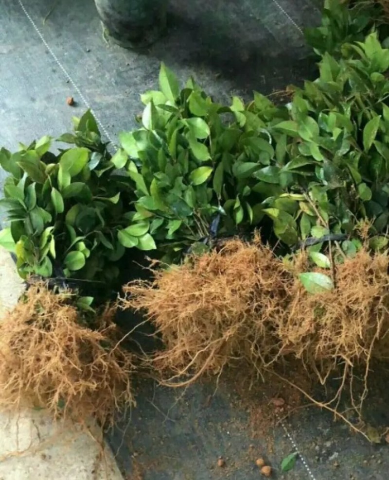 茶花苗《速生生长速度快》成活率高大小规格都有