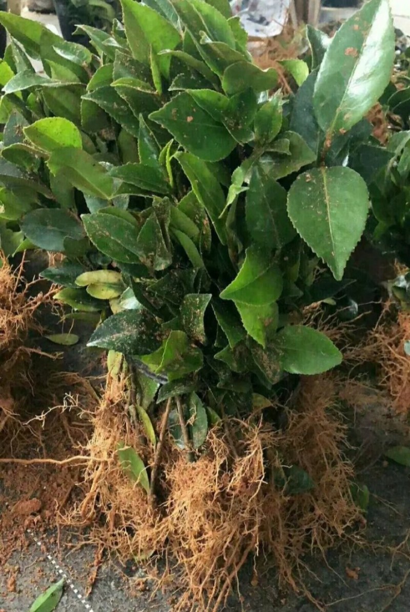 茶花苗《速生生长速度快》成活率高大小规格都有