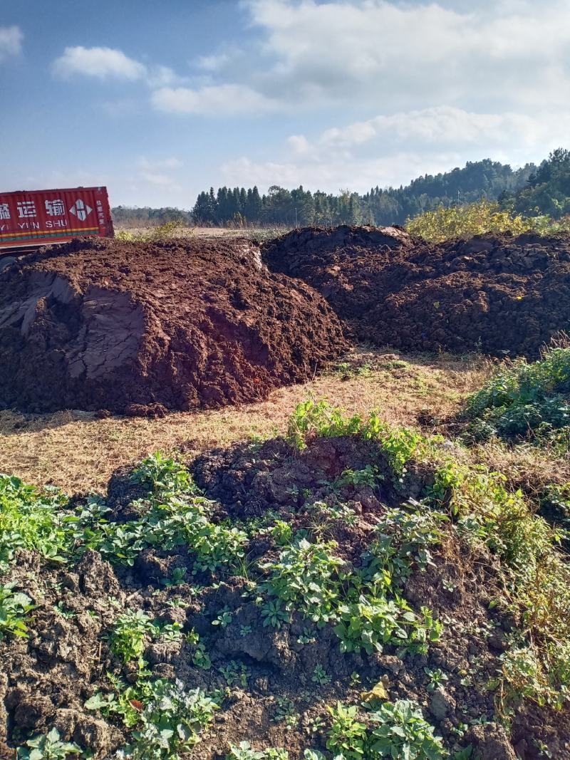 生牛粪，出栏牛粪，风干牛粪，纯安格斯黄牛粪，干湿牛粪。