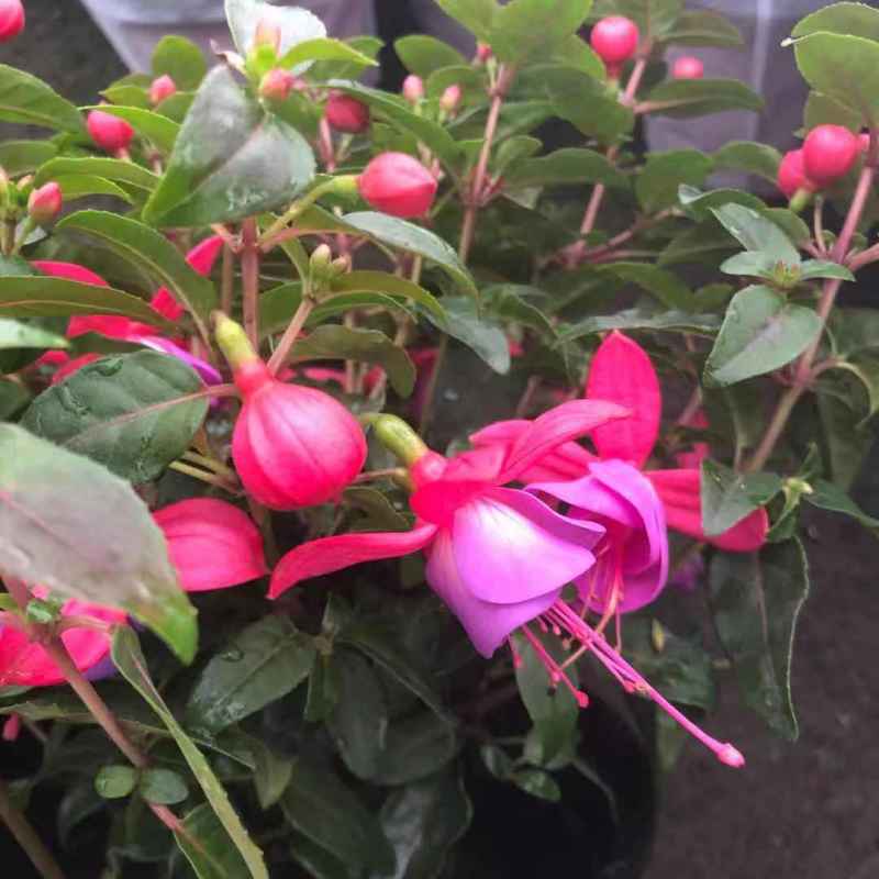 倒挂金钟盆栽带花苞灯笼花吊钟海棠宝莲灯植物四季好养重瓣大