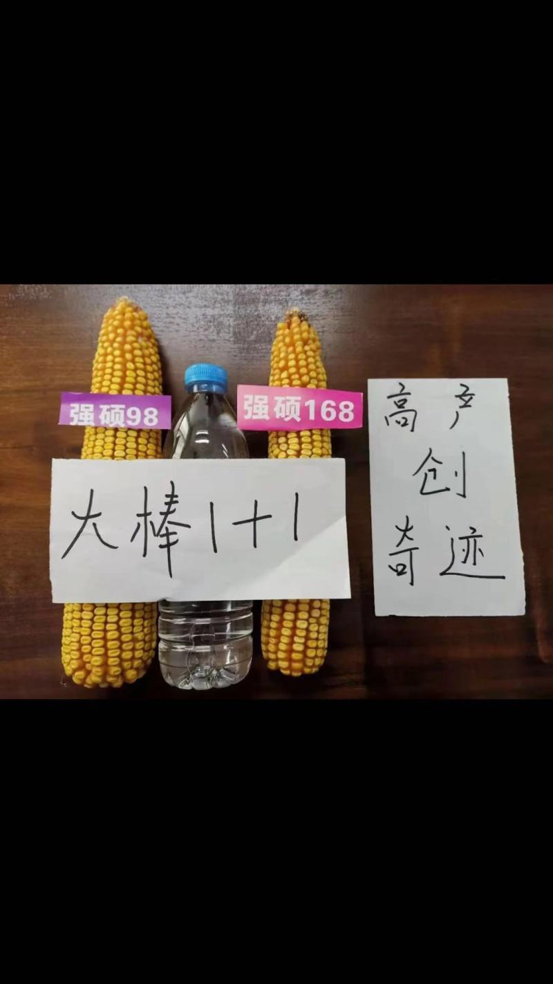 强硕168玉米种厂家正品5500粒