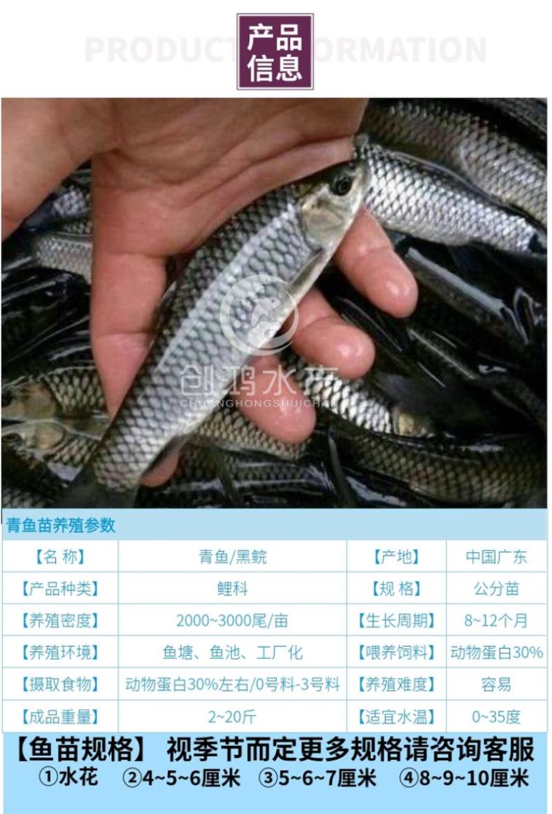 【四大家鱼供应】优质青鱼苗螺丝青鱼苗黑鲩鱼苗