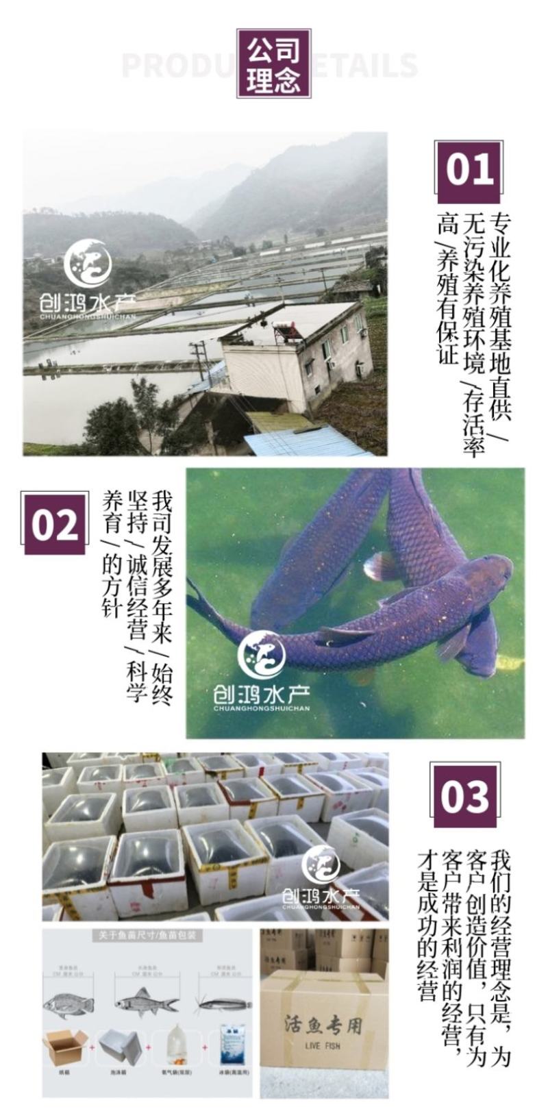 【四大家鱼供应】优质青鱼苗螺丝青鱼苗黑鲩鱼苗