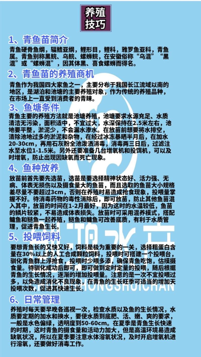 【四大家鱼供应】优质青鱼苗螺丝青鱼苗黑鲩鱼苗